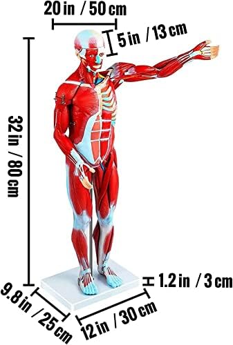 SHENGANG Izom Terjesztési Modell, 80cm Emberi Test Izom a Belső Szervek Modell, Anatómiai Izom Emberi Modell,az Egészségügyi