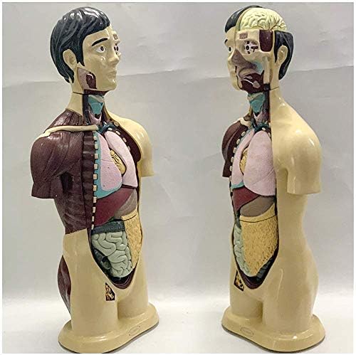 RRGJ Oktatási Modell, Közgyűlés Emberi Torzó Modell Törzs Anatómiai Modell Biológia Tanári Eszköz Anatómiai Asztali