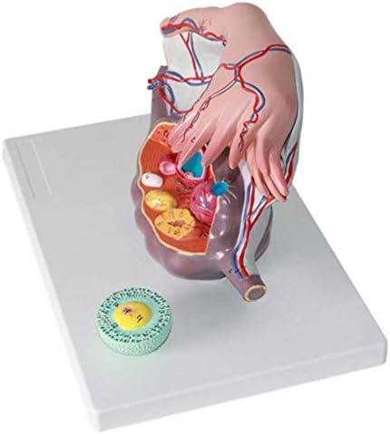 RRGJ Oktatási Modell, Közgyűlés Emberi Petefészek Bővítés Modellek Anatómiai Tanítási Modellek Műanyag Petefészek Anatómiai